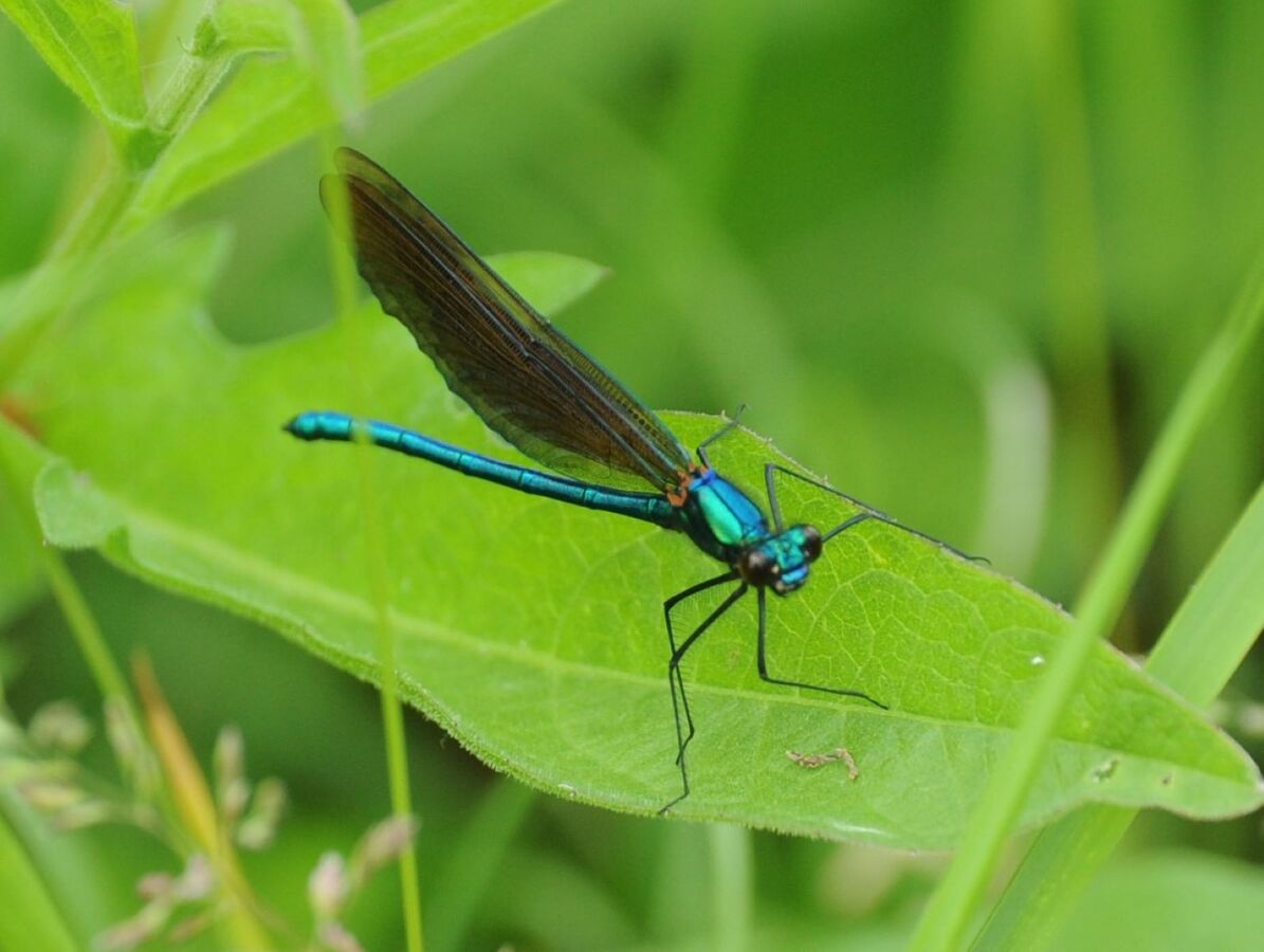 A brief stop - Roy Cane